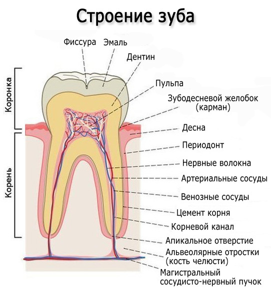 Коронка зуба состоит из цемента покрыта эмалью